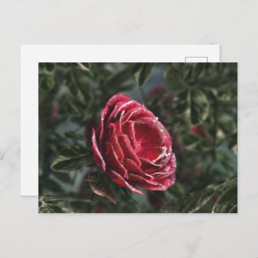 冬の別れの贈り物はがき ポストカード (正面/裏面)