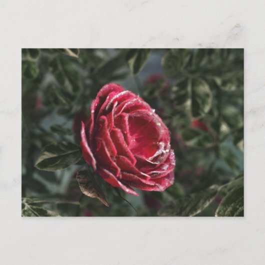 冬の別れの贈り物はがき ポストカード (正面)