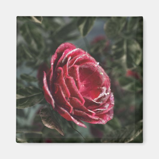 冬の別れギフトマグネット マグネット (正面)