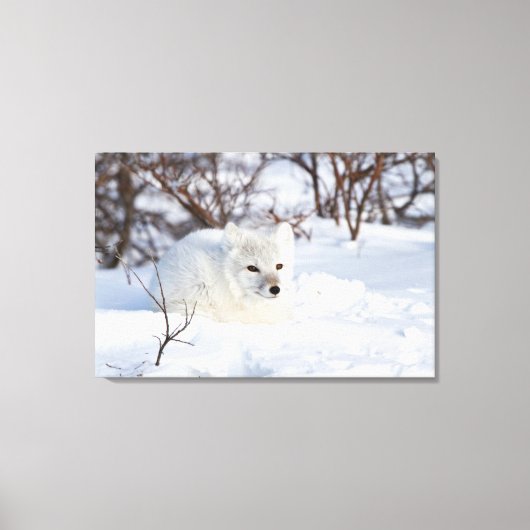 冬の北極キツネ キャンバスプリント (正面)