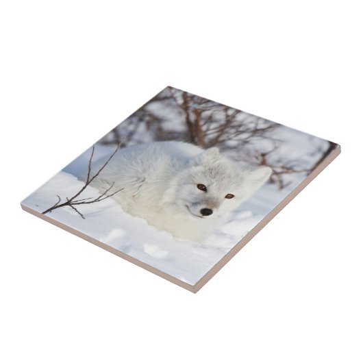 冬の北極キツネ タイル (側面)