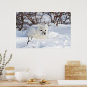 冬の北極キツネ ポスター (キッチン)