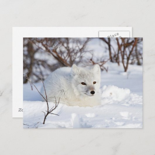 冬の北極キツネ ポストカード (正面/裏面)