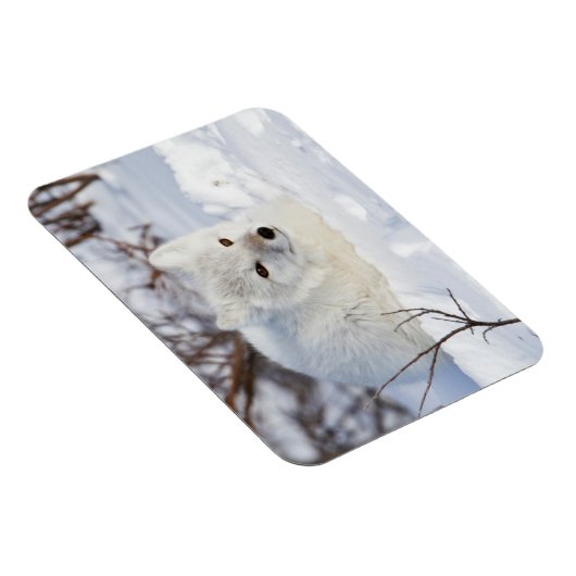 冬の北極キツネ マグネット (右側)