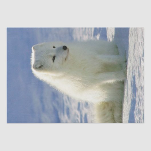冬の北極キツネ 薄葉紙 (正面)
