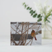 冬の北（鳥）ショウジョウコウカンチョウ ポストカード (スタンド正面)