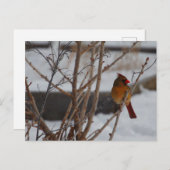 冬の北（鳥）ショウジョウコウカンチョウ ポストカード (正面/裏面)