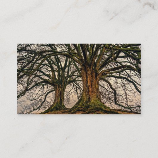 冬の古いオークの木 名刺 (裏面)
