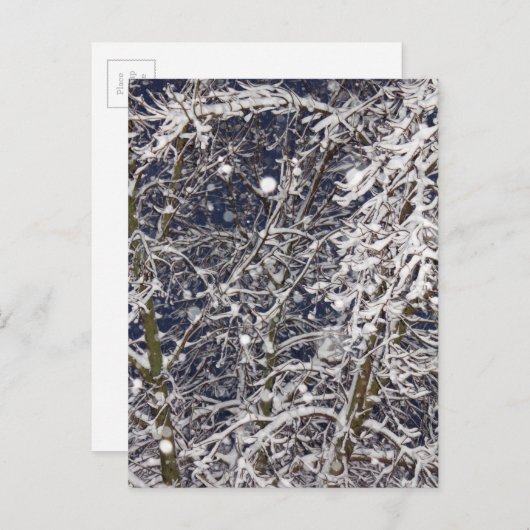 冬の吹雪の木の自然写真 ポストカード (正面/裏面)