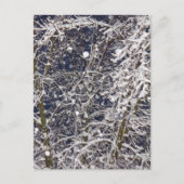 冬の吹雪の木の自然写真 ポストカード (正面)
