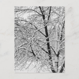 冬の吹雪の木の自然写真 ポストカード