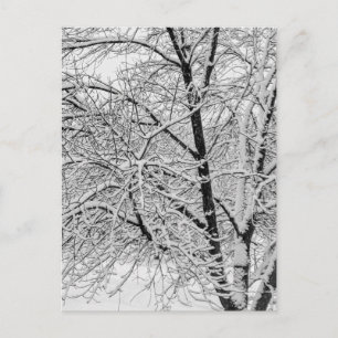 冬の吹雪の木の自然写真 ポストカード