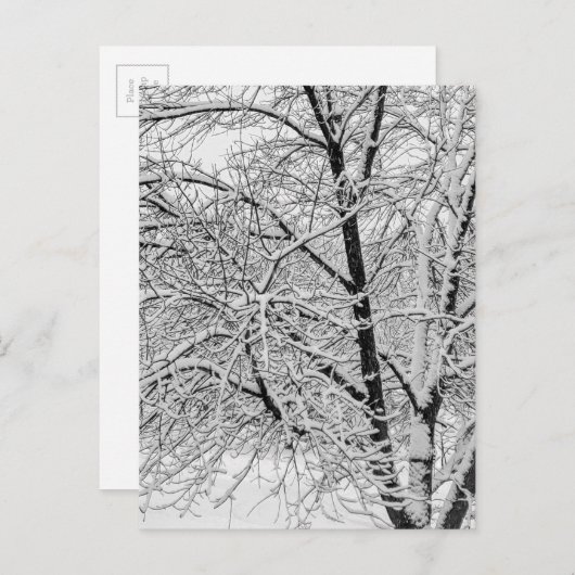冬の吹雪の木の自然写真 ポストカード (正面/裏面)