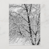 冬の吹雪の木の自然写真 ポストカード (正面)
