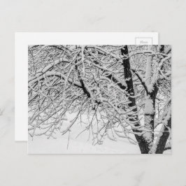 冬の吹雪の木の自然写真 ポストカード
