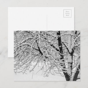 冬の吹雪の木の自然写真 ポストカード