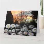冬の夕日に向かって美しく新鮮なデイジー カード (正面)