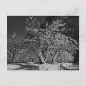 冬の夜 ポストカード (正面)