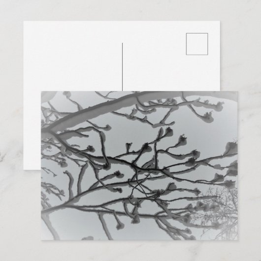 冬の夢はがき ポストカード (正面/裏面)