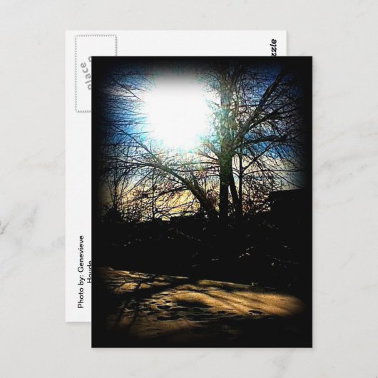 冬の太陽 ポストカード (正面/裏面)