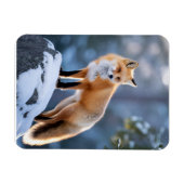 冬の威厳のあるキツネ写真 マグネット (横)