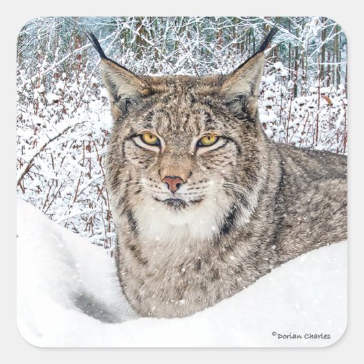 「冬の子」 スクエアシール (正面)