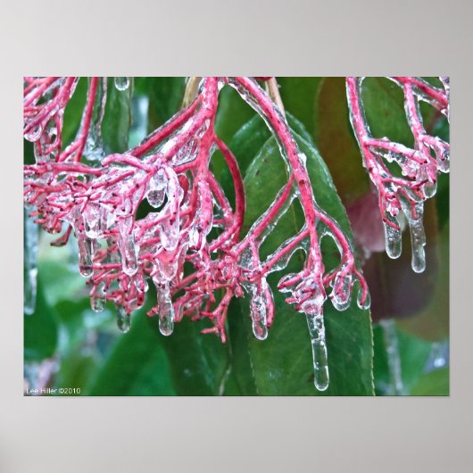 冬の嵐のポスター「ピンクアイス」 ポスター (正面)