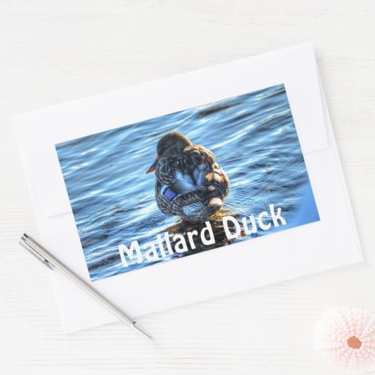 冬の川でマラードダック – 野生動物写真 長方形シール (封筒)