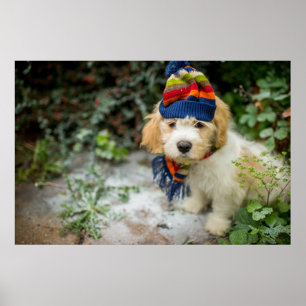 冬の帽子およびスカーフのCavachonの甘い子犬 ポスター