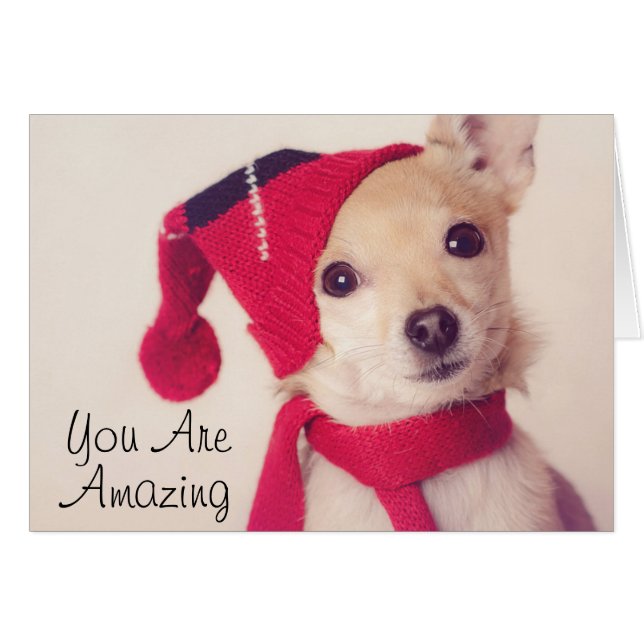 冬の帽子のチワワ (正面横)