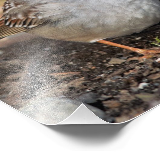 冬の日に丸い白い冠を持つスズメ フォトプリント            (角)