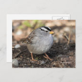 冬の日に白い冠を持つフワフワのスズメの鳴鳥 ポストカード (正面/裏面)