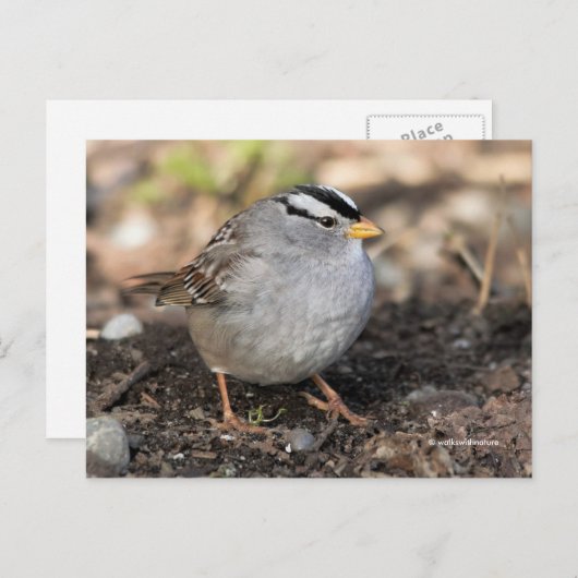 冬の日に白い冠を持つフワフワのスズメの鳴鳥 ポストカード (正面/裏面)