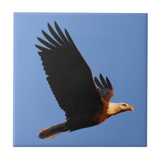 冬の日没のフライトで息をのむようなハゲのワシ タイル (正面)