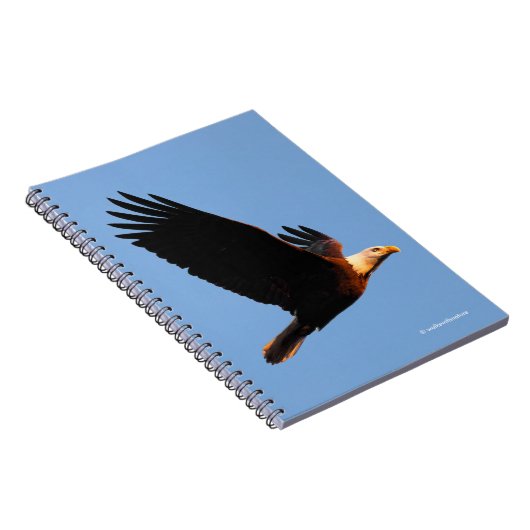 冬の日没のフライトで息をのむようなハゲのワシ ノートブック (右側)