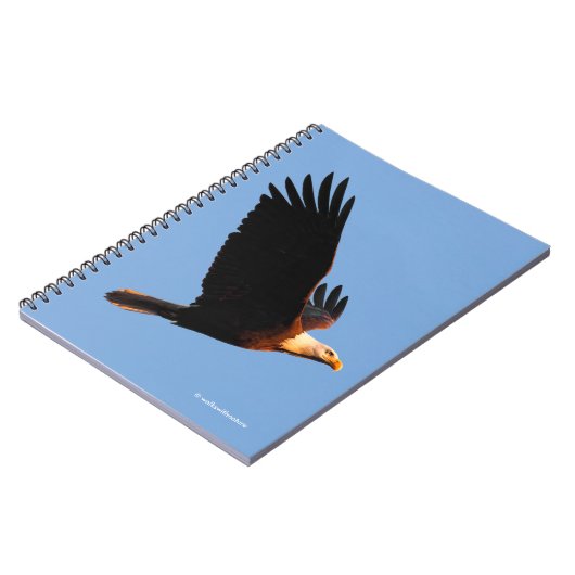 冬の日没のフライトで息をのむようなハゲのワシ ノートブック (左側)
