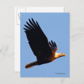 冬の日没のフライトで息をのむようなハゲのワシ ポストカード (正面/裏面)