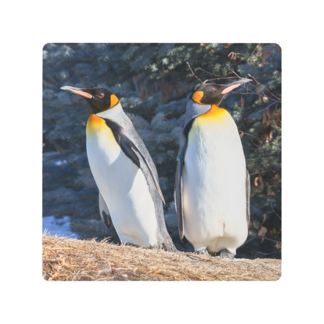 冬の景色を背景にキングペンギン メタルプリント (正面)