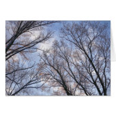 冬の朝の木々を見上げる (正面横)