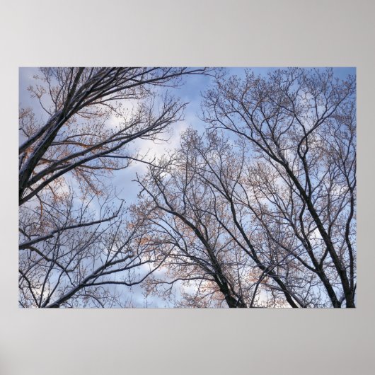 冬の朝の木を見上げる ポスター (正面)