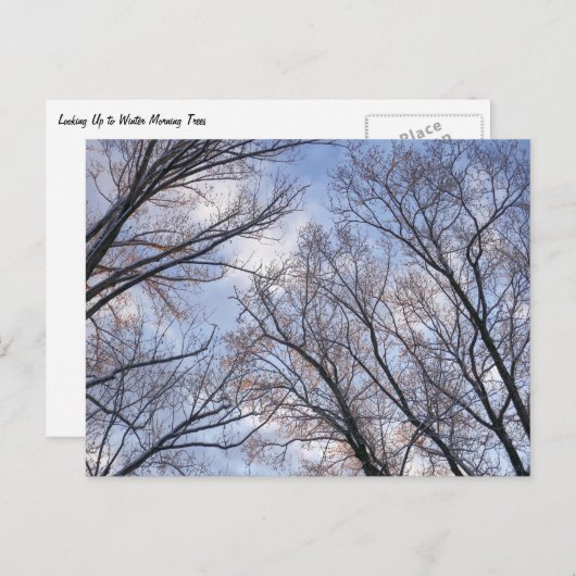冬の朝の木を見上げる ポストカード (正面/裏面)