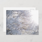 冬の朝の雪の枝霜の降りたの自然 ポストカード (正面/裏面)