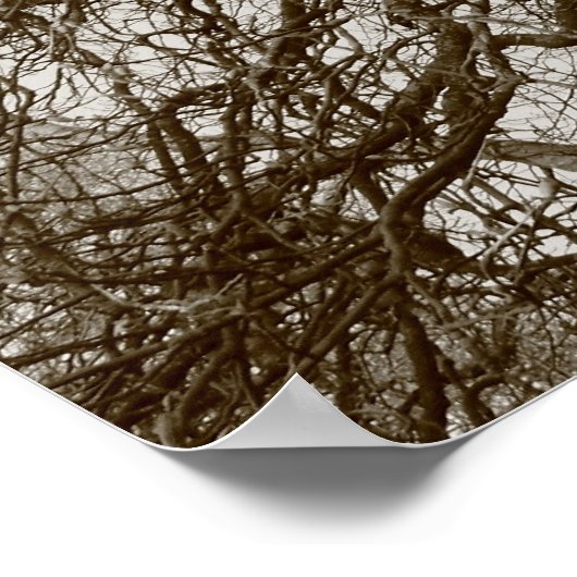 冬の木々の初期春 – セピア ポスター (角)