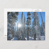 冬の木々の間の太陽 ポストカード (正面/裏面)