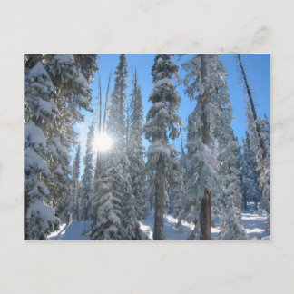 冬の木々の間の太陽 ポストカード