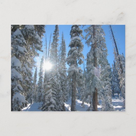 冬の木々の間の太陽 ポストカード (正面)