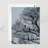 冬の木に生えるハゲワシの群れ ポストカード (正面/裏面)