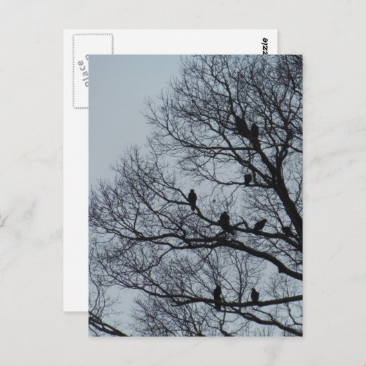冬の木に生えるハゲワシの群れ ポストカード (正面/裏面)