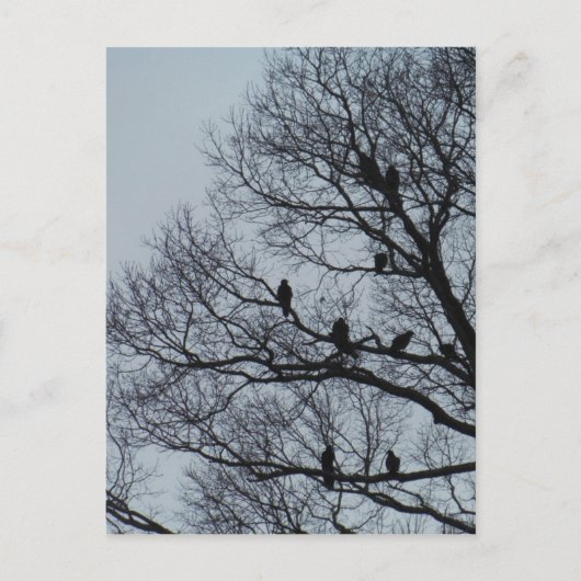 冬の木に生えるハゲワシの群れ ポストカード (正面)