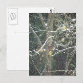 冬の木の中の鳥 ポストカード (正面/裏面)